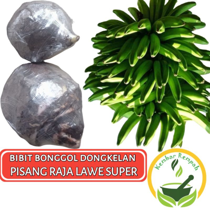 Bibit Bonggol Pohon Pisang Raja Lawe Bonggol Dengkelan Pohon Pisang Gabu