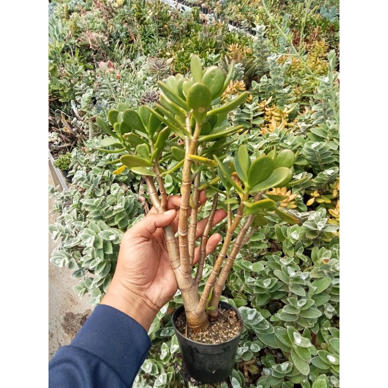 sekulen jade plant hijau bonsai
