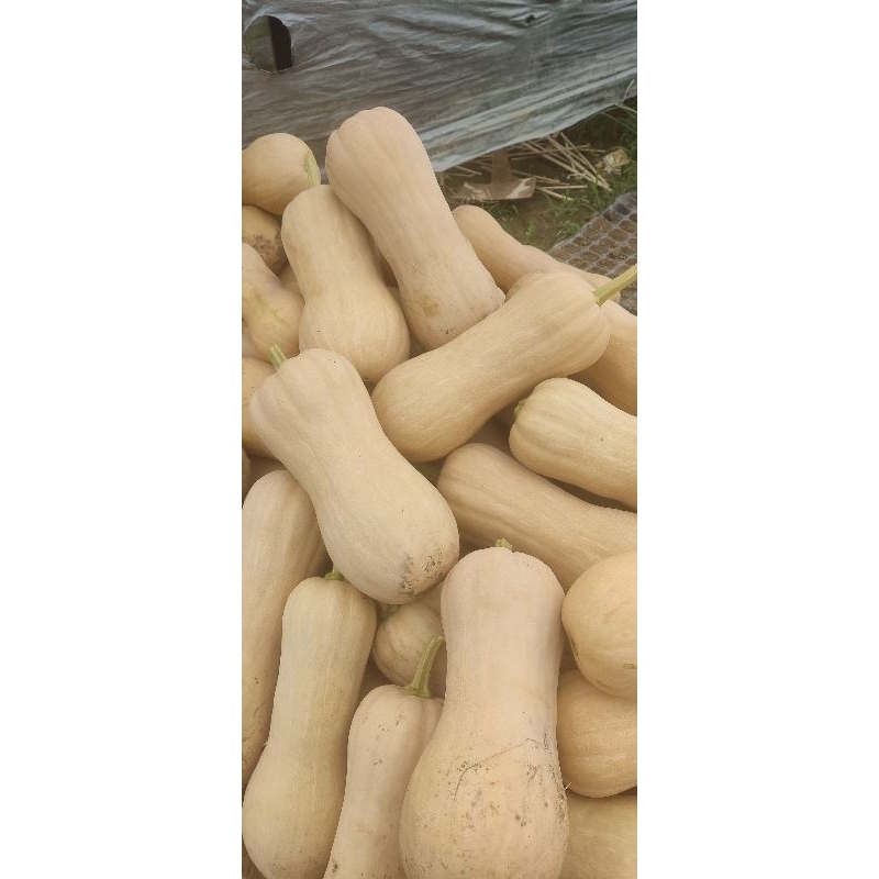 

Labu Madu/Butternut Squash