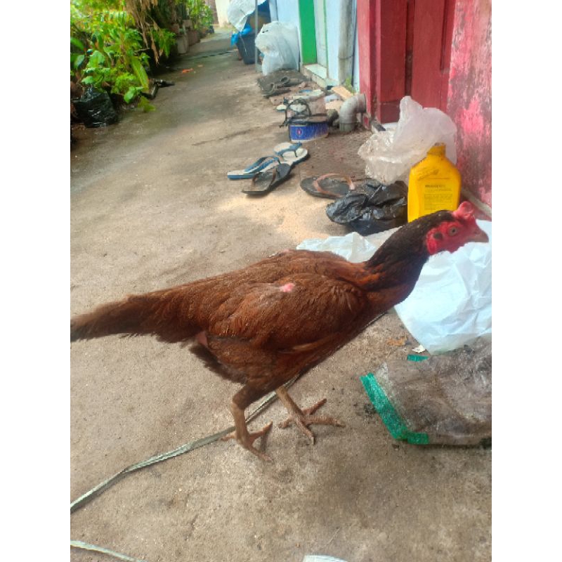 betina ayam Pama ninja ori