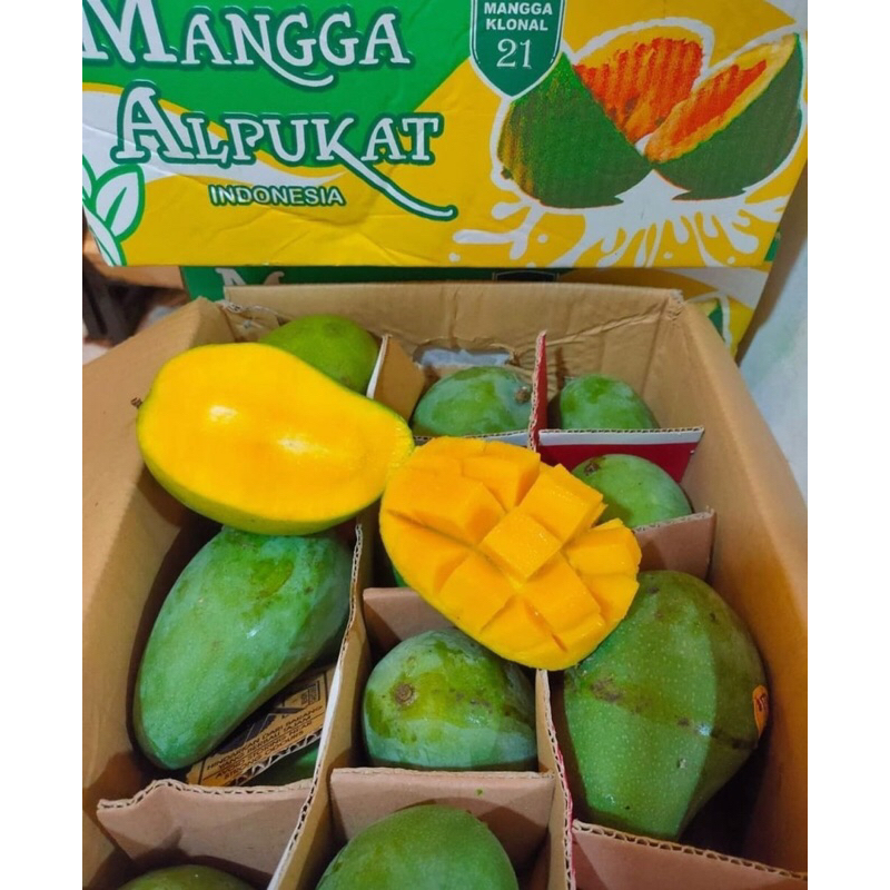 

MANGGA ALPUKAT