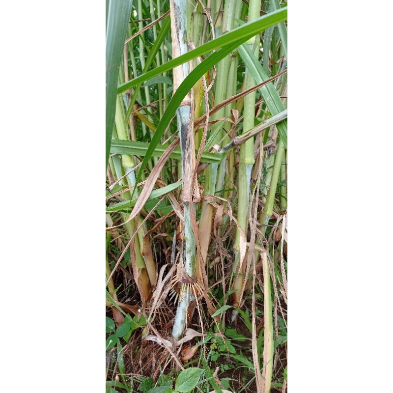 Bibit rumput pakchong thailand asli/bibit rumput napier pakchong /rumput pakchong 1kg