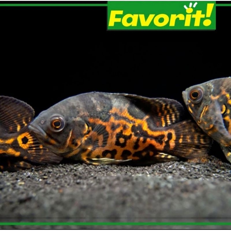 Ikan Hias Predator Oscar Black Tiger Hiasan Aquarium Aquscape