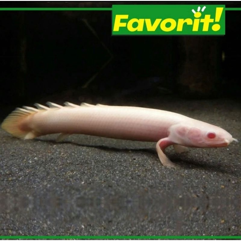 Ikan Hias Predator Palmas Albino Hiasan Aquarium Tanaman Aquascape