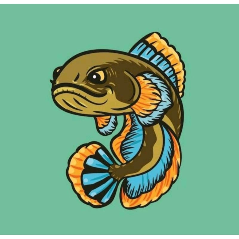Stiker Channa Limbata