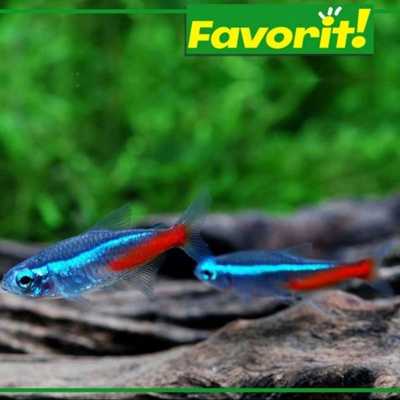 Ikan Neon Tetra Size 3cm++ Hiasan Aquarium Aquascape Air Tawar