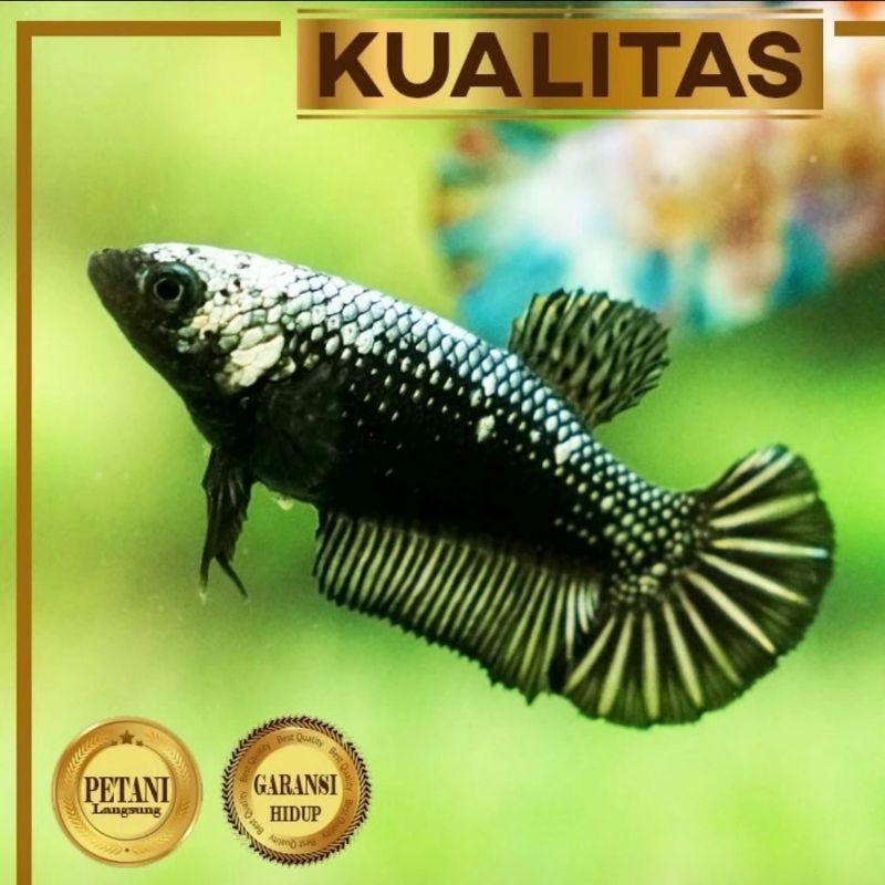 Cupang Black Samurai Betina Ikan Hias Aquascape Hiasan Aquarium Air