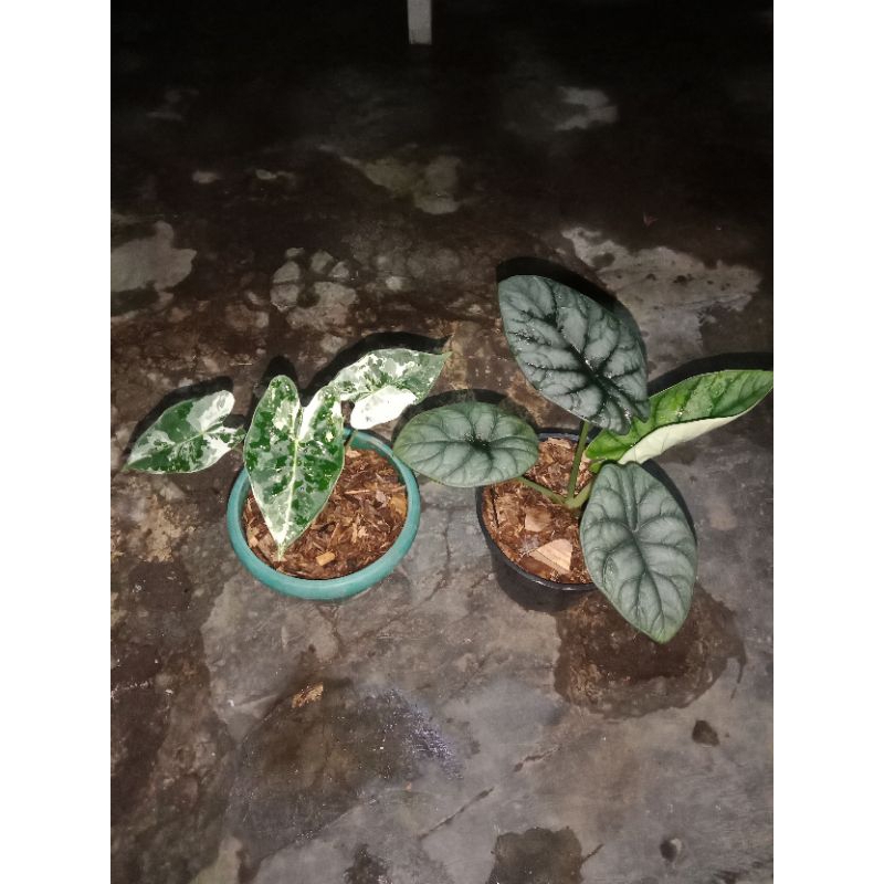 alocasia frydek variegata