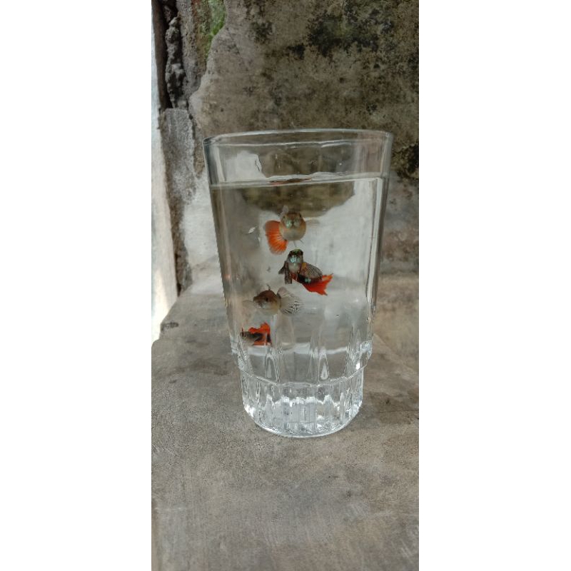 GUPPY CENDOLAN INDUKAN || dapat bnyak