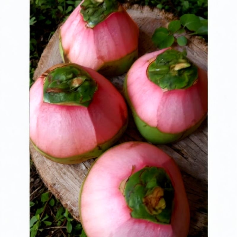 

kelapa ijo obat satuan utuh