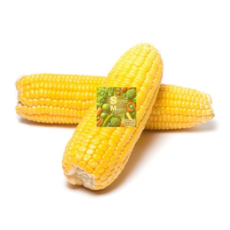 

jagung manis harga per buah