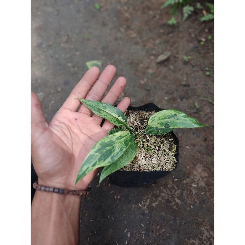 athurium wave of love varput /gelombang cinta varigata putih