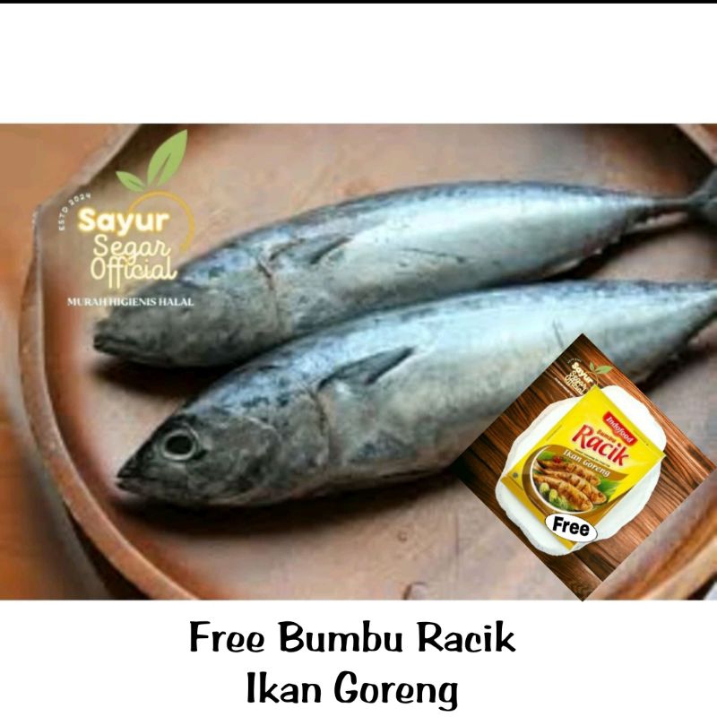 Ikan Tongkol Segar 1kg