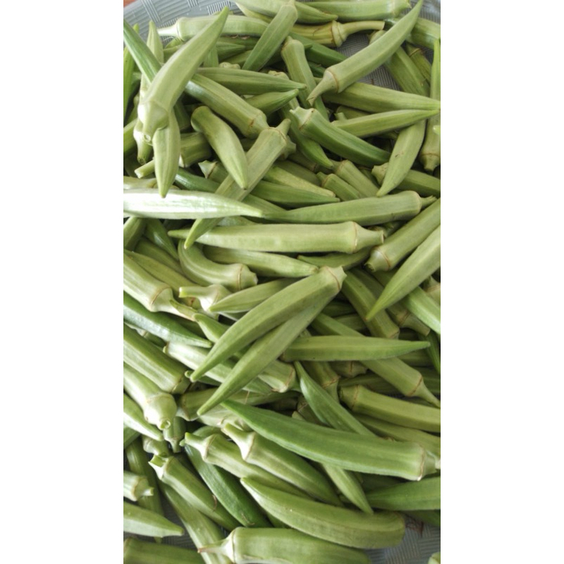 

Okra Organik 1pack 250gr