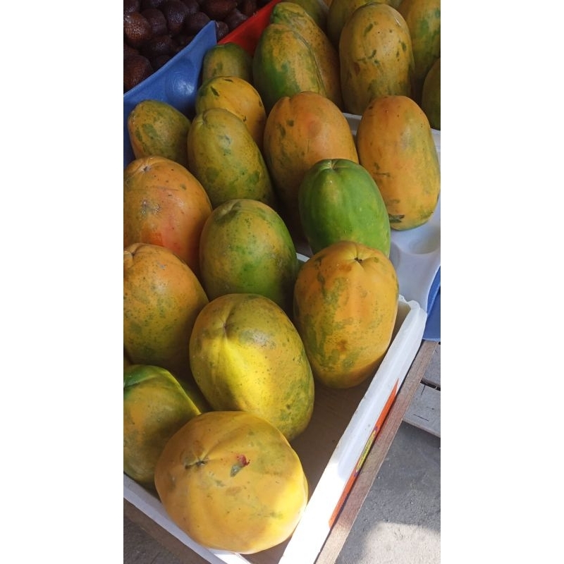 

Pepaya Madu Asli Kebun
