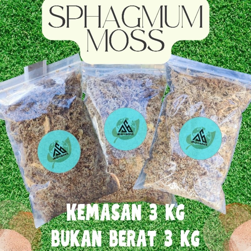SPHAGNUM MOSS | MOSS PUTIH