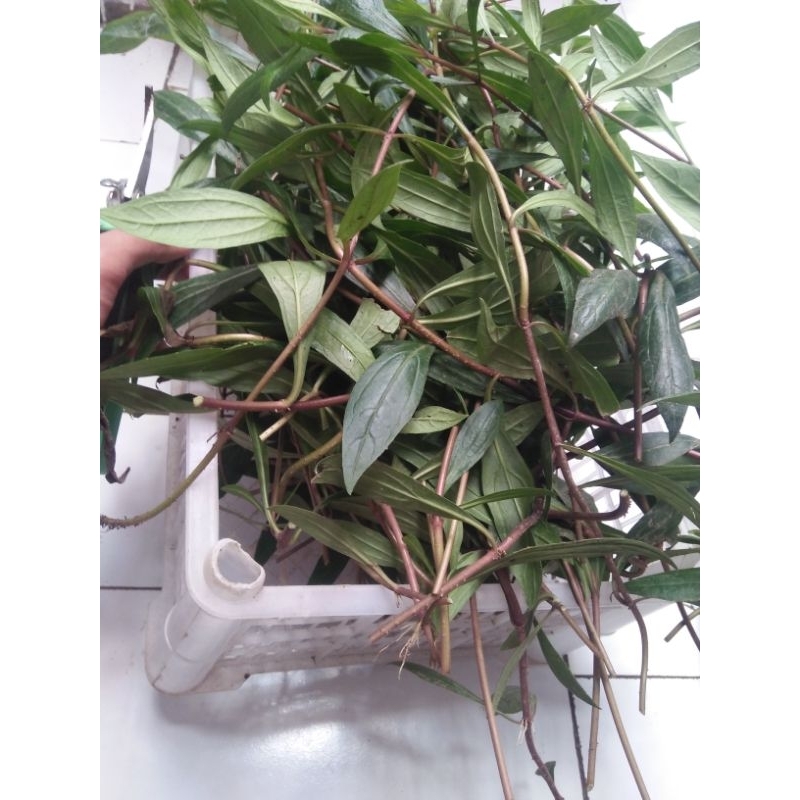 

Bu Tani * Daun Prasman segar / daun genjik / daun ayapana 50 gram
