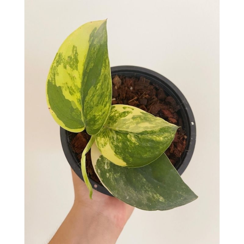 Scindapsus Jade Satin Variegata / Skindapsus Jadesatin varigata