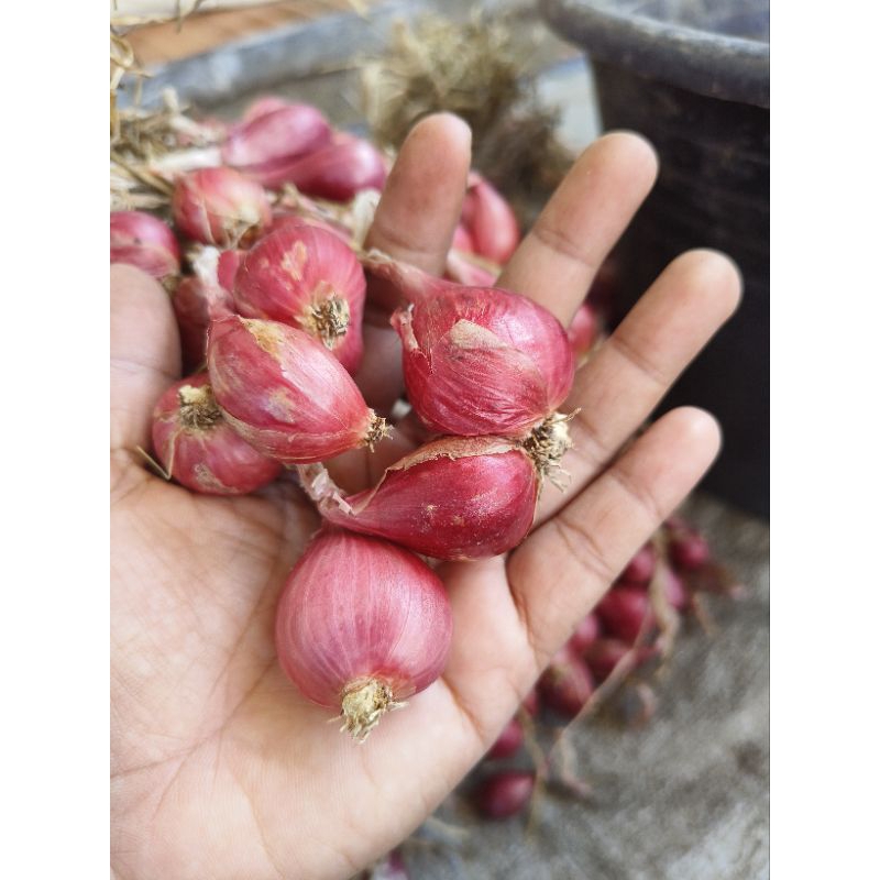 

Bawang merah asli Brebes/Bawang merah renyah tahan lama kualitas terbaik 100%