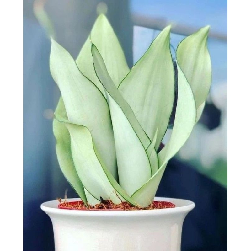 TANAMAN hias sanseviera ( moonshine silver)