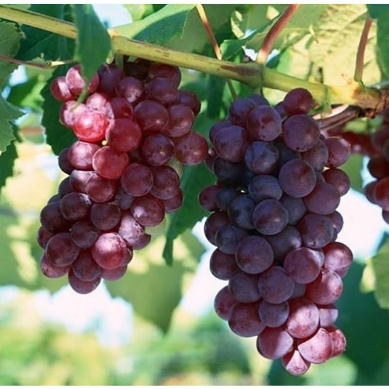 bibit anggur Alfonso