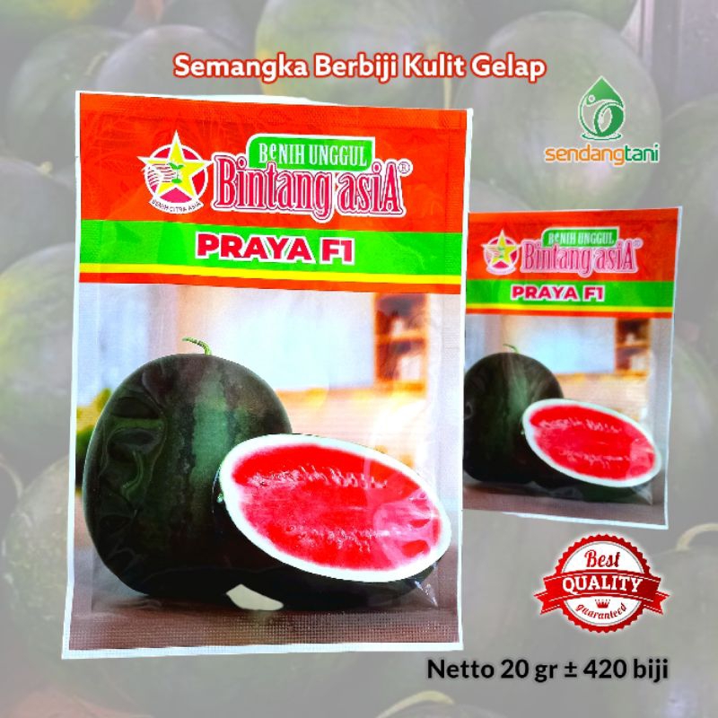 Semangka PRAYA F1 Benih Bibit Semangka Berbiji Kulit Gelap BCA Bintang asia