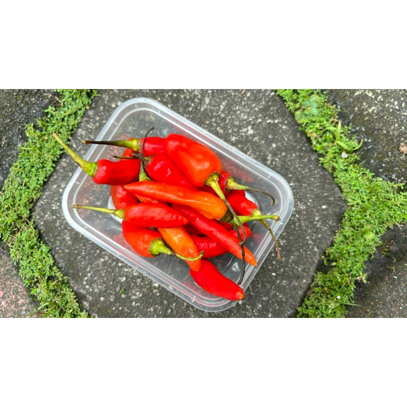 

Pre-Order Cengek Domba 50gr