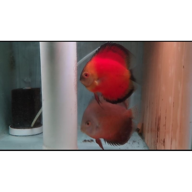 Aksesoris Aquarium ( Discus Blue Turquiz, Red Melon, pigeon )