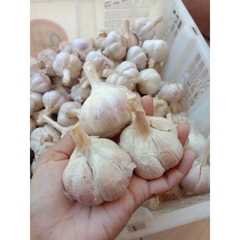 

Bawang Putih Kating Murah
