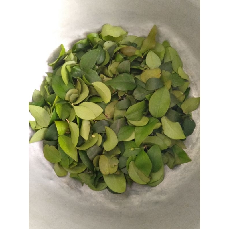 

Herbal Daun Dewandaru Segar