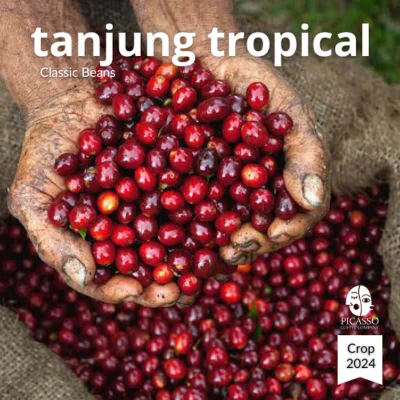 

Biji Kopi Arabika Mentah Green Bean Arabica Tanjung Tropical Orange Sukabumi
