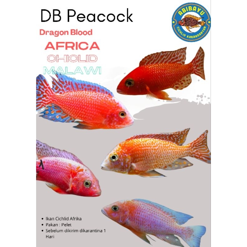Dragon blood cichlid Ikan