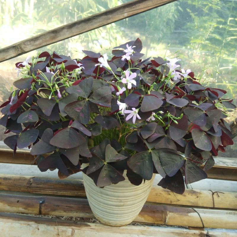 Bunga kupu kupu oxalis shamrock hijau bunga ungu  / oxalis ungu bunga soft purple tanaman hias