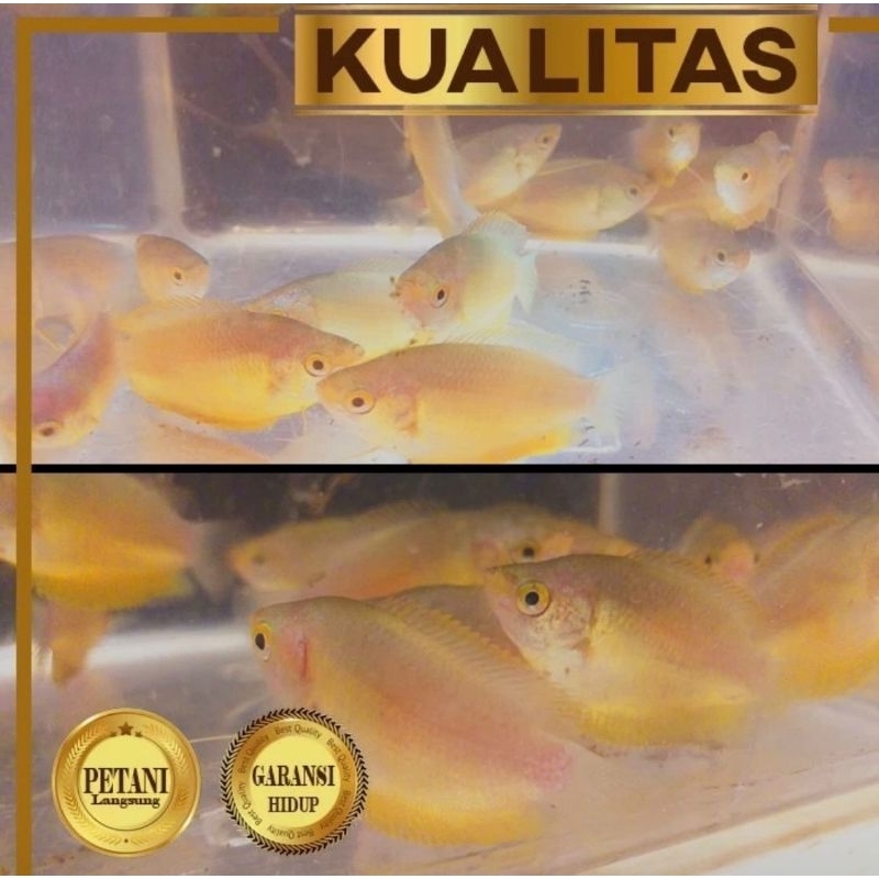 Paket Koloni (isi 10) Honey Gold Gourami Sepat Madu Emas Ikan Hias Tanaman Air Aquascape