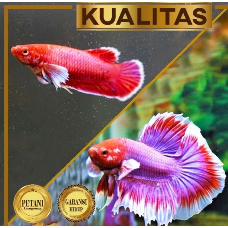Paket Sepasang Cupang Lavender Big Ear Jantan dan Betina Ikan Hias Aquascape Hiasan Aquarium Tanaman