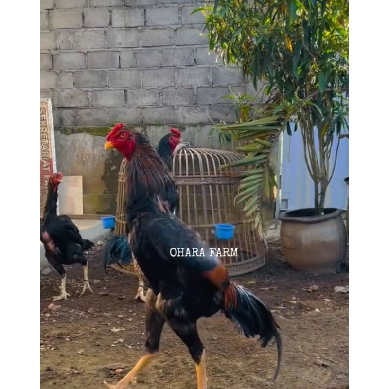 

(garansi) TELUR AYAM SHAMO JEPANG TELOR BER KWALITAS DARI INDUKAN PILIHAN hanya untuk di tetaskan FERTIL