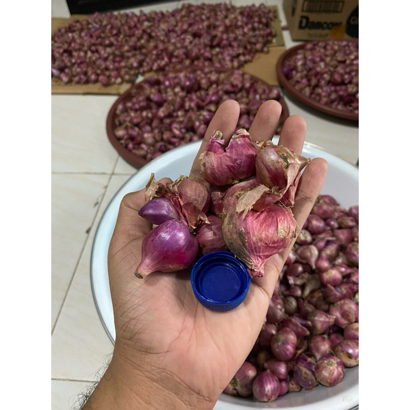 

Bawang Merah asli nganjuk 1Kg