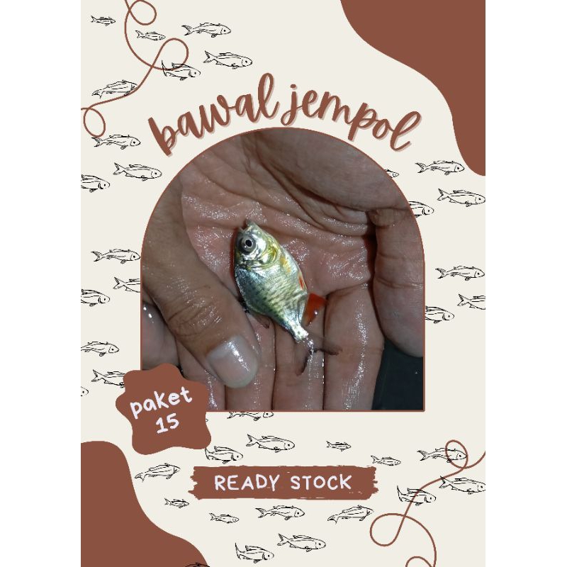 bawal jempol paket 15 bonus pakan pelet