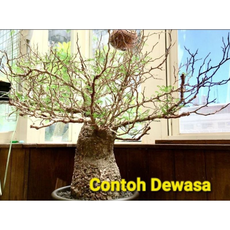 Bonsai Operculicarya Phacypus import