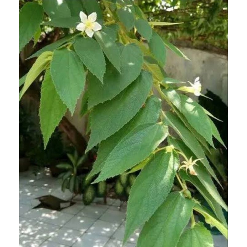 

Daun kersen / ceri / talok per lembar segar fresh bersih super organik murah petik langsung