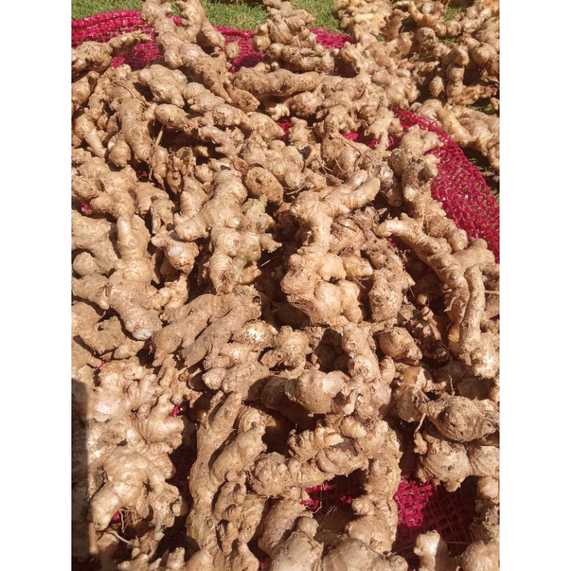 

PROMO JAHE EMPRIT SEGAR 1KG