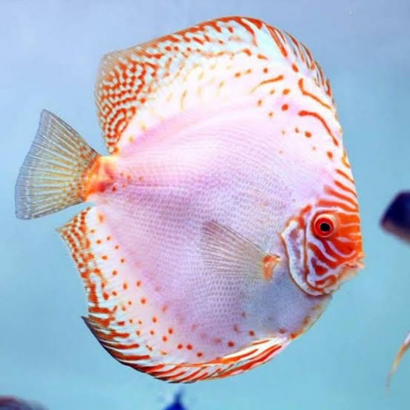 White Butterfly Discus Aquarium