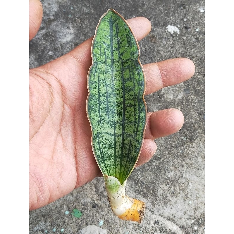 SANSEVIERIA HYBRIDA PHUPAMONT X ELIENSIS