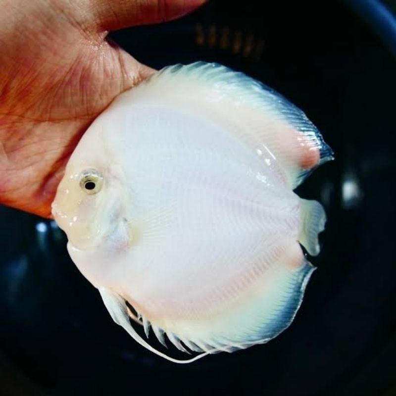 Snow White Discus Aquarium