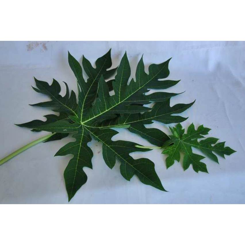 

DAUN PEPAYA SEGAR PREMIUM BEST SELLER