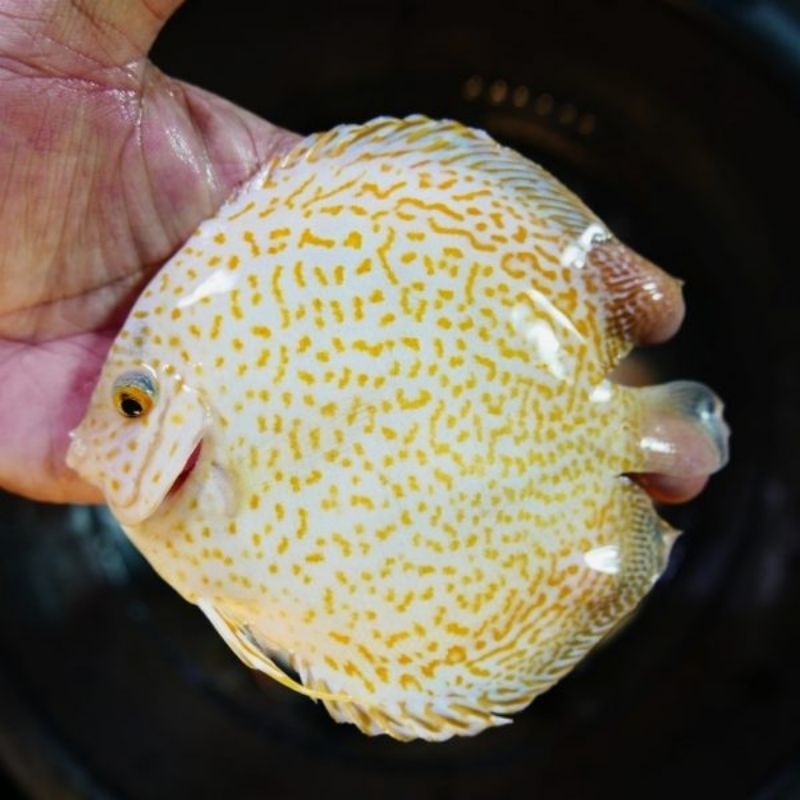 Yellow Leopard Discus Aquarium