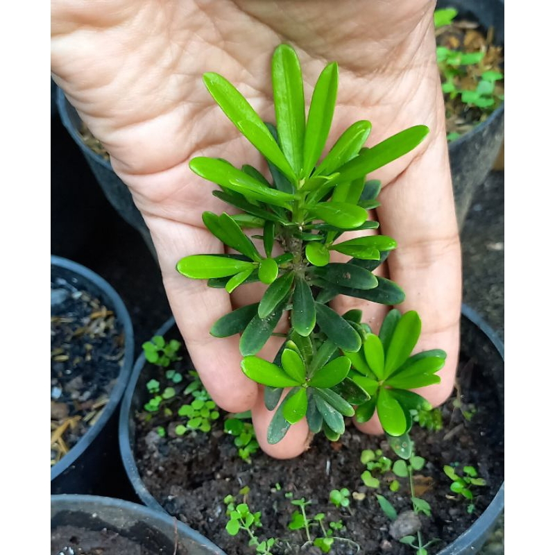 Lohansung Cincuan ori import