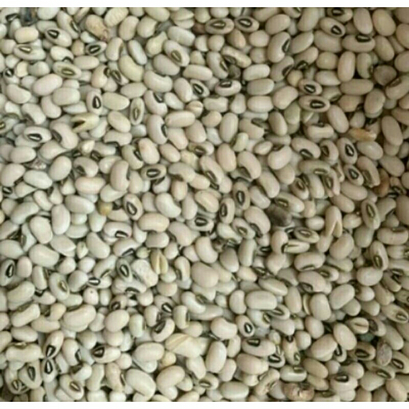 

Kacang Tunggak Tolo Putih "Konsumsi" 1Kg