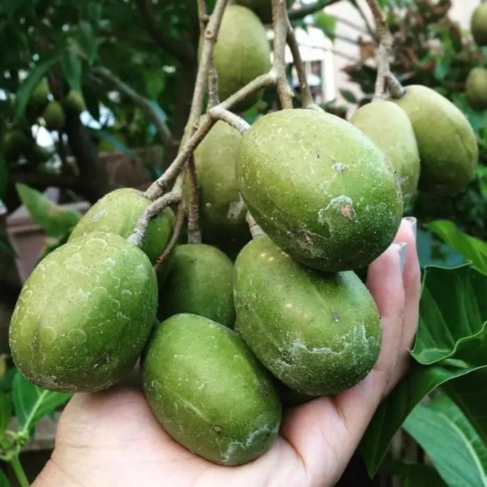 Bibit Tanaman Kedondong Mini- Buah Untuk Rujak - Berbuah Lebat