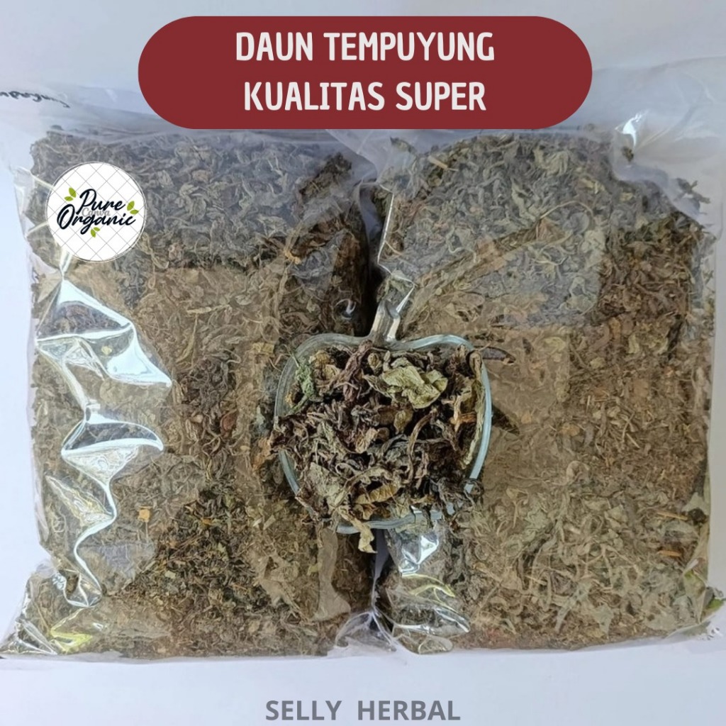 

DAUN TEMPUYUNG |DAUN KERING ASLI